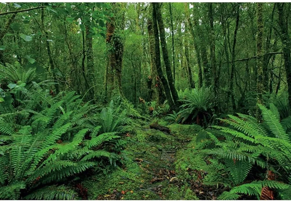 12x8ft Green Jungle Forest Backdrop for Photography Spring Woods Rainforest Backdrop Natural Scenery Wonderland Background Camping Adventure Baby Shower Birthday Party Photo Booth Studio Props
