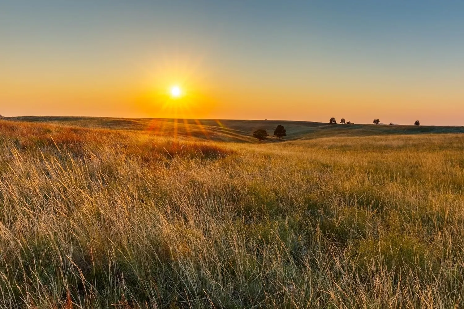 CHNYWORK 138x98 Inches Autumn Field Tapestry Wall Hanging Grassy Prairies Wild Countryside Sunset Scenery Background for Living Room Bedroom Aesthetic College Dorm Wall Decor