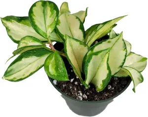 Hoya Krimson Princess, Hoya Carnosa Vareiagata, Live Hoya Plant, Live Arriaval Guarantee! (4" Pot with 2 or More Plants)