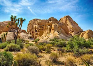 SJOLOON National Park Backdrop Desert Old Trees Rock Photography Backdrop Natural Scenery Camping Background for Party Studio Props 12685(7x5FT)